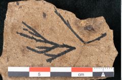 Foto (Detailansicht) von Callitris brongniartii Endl. (NHMW-GEO-2024-0188-8216)